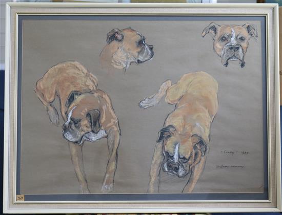 Jean Parry-Williams Cindy 1975, Study of a Boxer dog 19.5 x 27in.